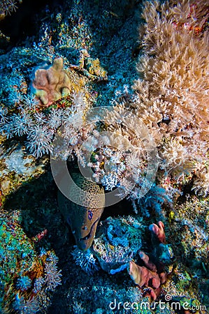 Giant Morey Eel in the Red Sea Stock Photo