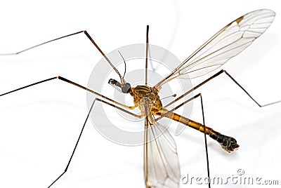 Giant Mosquito Stock Photo