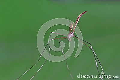 Giant mosquito Stock Photo