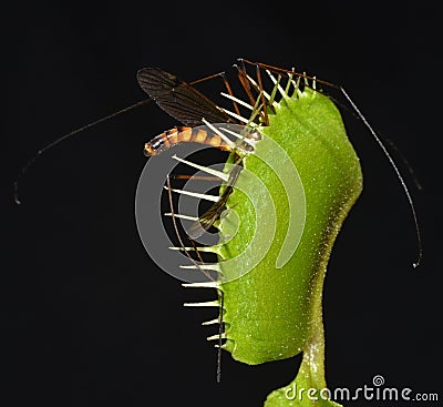 Giant mosquito caught in a trap Stock Photo