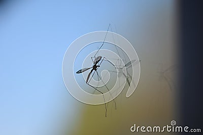 Giant mosquito Stock Photo