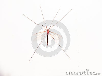 The giant mosquito Stock Photo