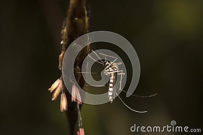 Giant mosquito, Nagla block, Mumbai, Maharashtra, India Stock Photo