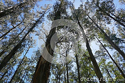 The giant Mountain Ash trees dominate the landscape in Sherbrooke Forest in the Dandenongs Stock Photo