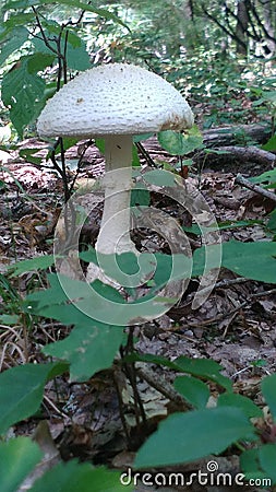 Giant Mushroom Stock Photo