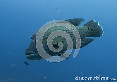 Giant Napoleon Humphead Wrasse Close Up in Blue Ocean Stock Photo