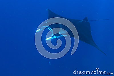 Giant oceanic manta ray in blue see Stock Photo