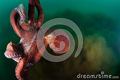Giant octopus in the deep Stock Photo