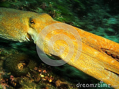 Giant Octopus Vulgaris in swimming panning motion Stock Photo
