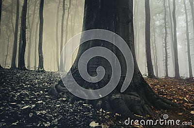 Giant old magical tree in surreal forest with fog in Transylvania Stock Photo