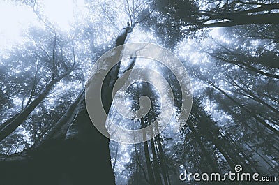 Giant old tree in mysterious spooky forest with fog Stock Photo