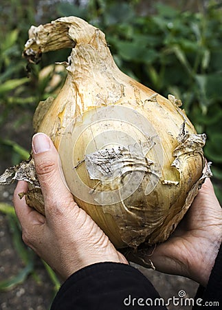Giant onion Stock Photo