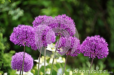 Giant Onion (Allium Giganteum) Stock Photo