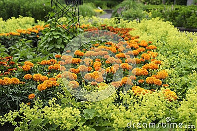 Giant orange marigolds in bloom Stock Photo