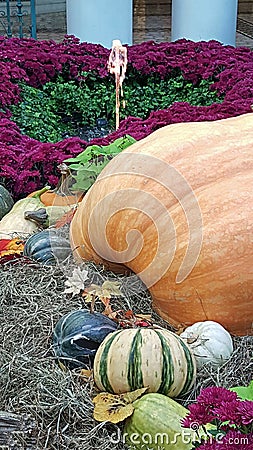 Giant Orange Pumpkin and Gourdes Stock Photo