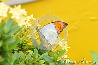 Giant Orange Tip Butterfly on Flame of the Woods Stock Photo