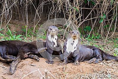 Giant otter from Pantanal, Brazil Stock Photo