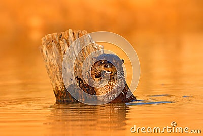 Giant Otter, Pteronura brasiliensis, portrait in the river water level, Rio Negro, Pantanal, Brazil. Wildlife scene from nature. A Stock Photo