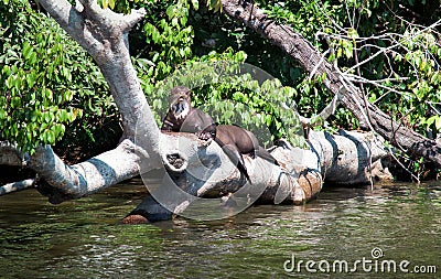 Giant otter Pteronura brasiliensis on a trunk tree Stock Photo