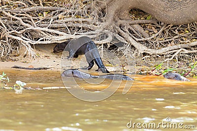 Giant otter from Pantanal, Brazil Stock Photo