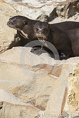 Giant Otters Stock Photo