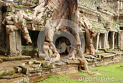 Giant tree roots, Preah Kahn temple, Cambodia Stock Photo