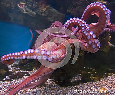 Giant pacific octopus 1 Stock Photo