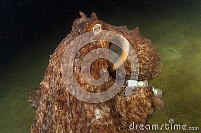 Giant Pacific Octopus 2 Stock Photo