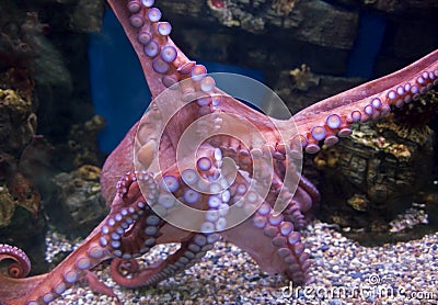 Giant pacific octopus 2 Stock Photo