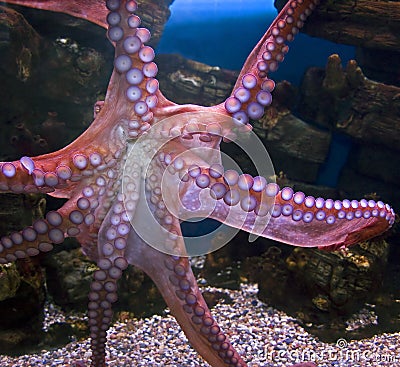 Giant pacific octopus 3 Stock Photo