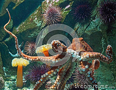 Giant Pacific octopus Stock Photo