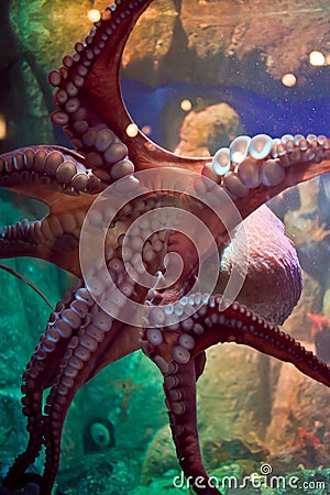 Giant Pacific Octopus Sucked Onto Glass Stock Photo