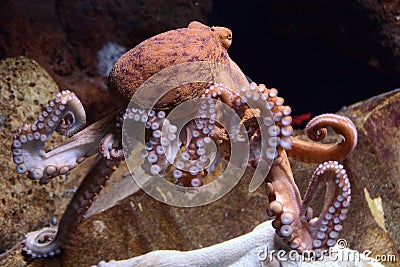 Giant pacific octopus Stock Photo