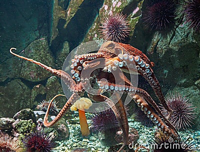 Giant Pacific octopus (Enteroctopus dofleini) Stock Photo