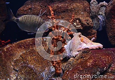 Giant pacific octopus lurking a fish Stock Photo