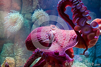 Giant Pacific Octopus Editorial Stock Photo