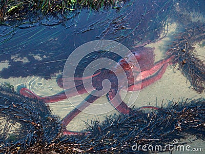 Giant Pacific Octopus in a Tide Pool Stock Photo