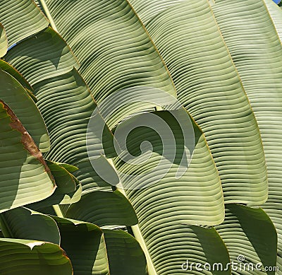 Giant palm fronds Stock Photo