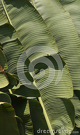 Giant palm fronds Stock Photo