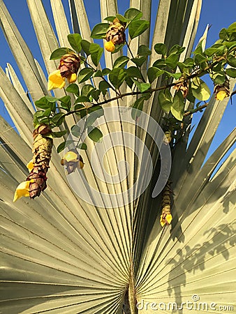 Giant palm leaves and beautiful yellow flowers Stock Photo