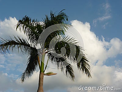 Giant palm tree gleaming under the blue cloudy sky Stock Photo