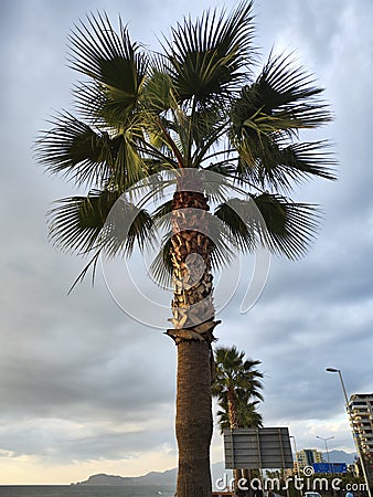 Giant palm tree in Turkey Stock Photo