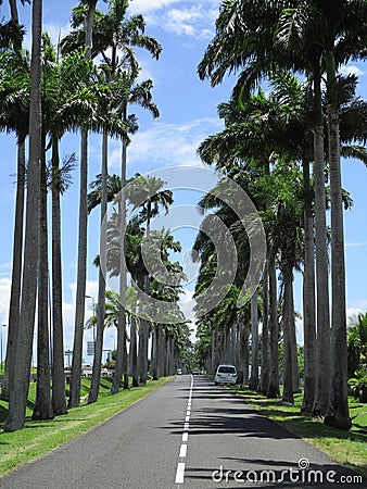 Giant palm trees Stock Photo