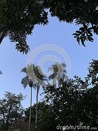 giant palm trees from the Brazilian southeast fauna Stock Photo