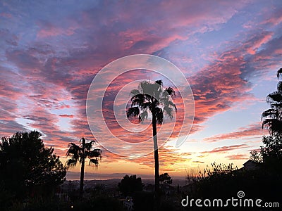 Giant palm trees gleaming under the breathtaking pink cloudy sky - great for wallpapers Stock Photo