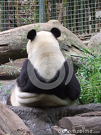 Giant Panda Editorial Stock Photo