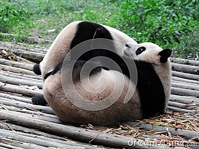 Giant Panda Stock Photo