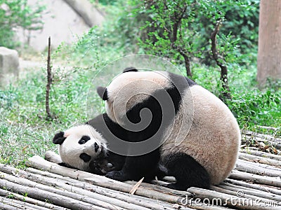 Giant Panda Stock Photo