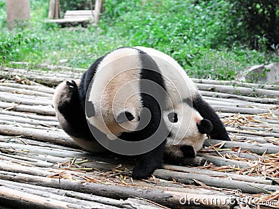 Giant Panda Stock Photo