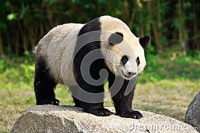 GIANT PANDA Stock Photo